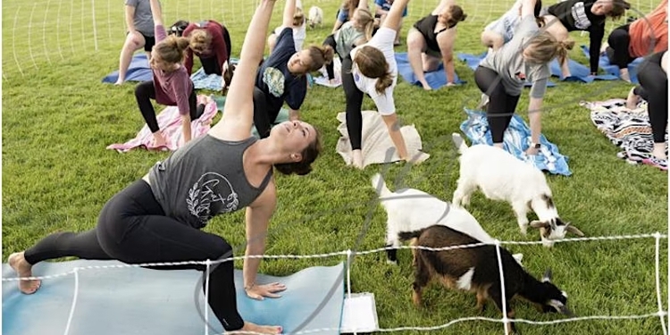 Goat Yoga @ Willoughby Farms- Collinsville
